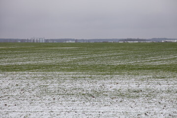 Empty snowy planted field with green grass shoots on farm buildings and gray sky on horizon background at winter day - winter crops, European farming, agriculture