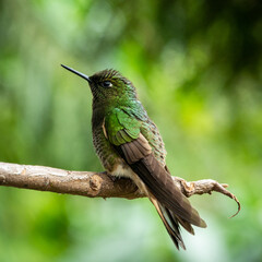 Green bird sitting on a limb of a tree in Colombia