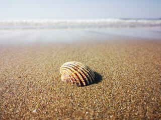 Close up on a shell on the beach with incoming tide and soft natural sunlight - vacation concept