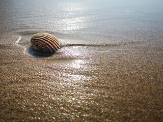 Fototapeta na wymiar Close up on a shell on the beach with incoming tide and soft natural sunlight - vacation concept