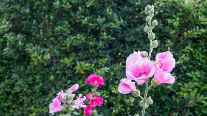 Fototapeta na wymiar Pink petal of Hollyhocks known as Alcea, flowering plant in mallow family Malvaceae