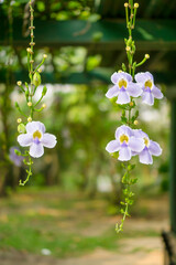 Blue petals of Bengal trumpet know Trumpetvine, Blue skyflower and skyvine
