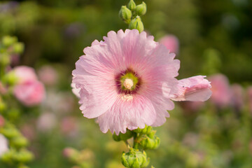 Obraz premium Pink petal of Hollyhocks known as Alcea, flowering plant in mallow family Malvaceae