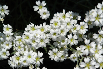 A close up of white notched flowers of Cerastium tomentosum (Snow-in-summer, mouse-ear chickweed) in the garden on a sunny day at early summer, selective focus, top view