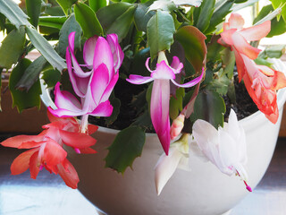 Houseplant schlumbergera with a mix of multi-colored flowers outdoor, closeup. Christmas zygocactus, which blooms luxuriantly in December. Floriculture of a bright decembrist plant 