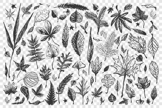 Leaves doodle set. Collection of different shape decorative autumn spring season falling tree birch oak foliage isolated on transparent background. Part of forest nature hardwood plants illustration.
