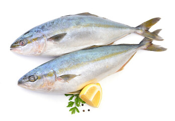  Fish yellowtai on white background (Japanese amberjack)