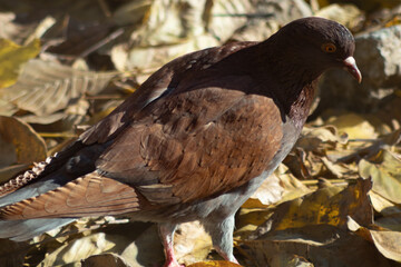 Photo of a pigeon taken in the park