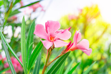 Obraz na płótnie Canvas A bouquet pink petals of fragrant Sweet Oleander or Rose Bay, blooming on green leafs and white sky background