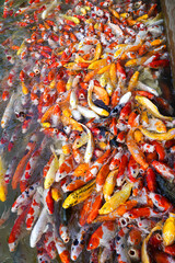 Koi swimming in a water garden,Colorful koi fish,Detail of colorful japanese carp fish swimming in pond
