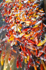 Koi swimming in a water garden,Colorful koi fish,Detail of colorful japanese carp fish swimming in pond
