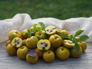Ripe yellow fruit of the shrub Chaenomeles japonica on a wooden table closeup. Seasonal autumn quince crop with vitamin C and sour taste. Gardening and cultivation of useful plants
