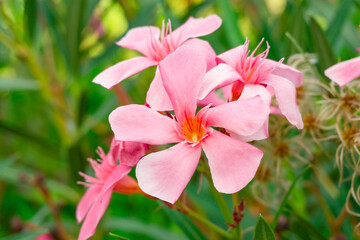 Bouquet pink petals of Sweet Oleander or Rose Bay, blooming on green leaf