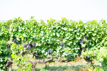 Fototapeta na wymiar Winery of black ripe grape and green leaf planting in organic vineyard farm 