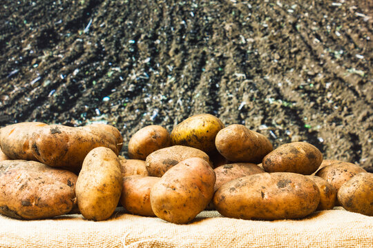 รูปภาพDisinter – เลือกดูภาพถ่ายสต็อก เวกเตอร์ และวิดีโอ2,334 | Adobe Stock