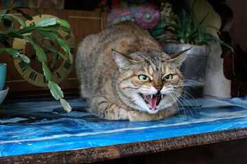 Aggressive, angry cat. The domestic cat is angry and growls.