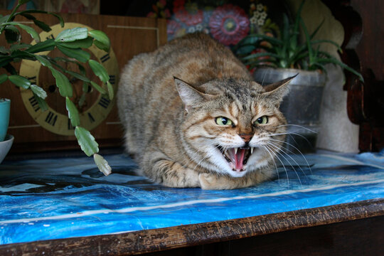 Aggressive, angry cat. The domestic cat is angry and growls.