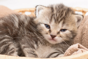 Cute tabby kitten in a basket look at the camera