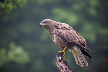 Buse variable