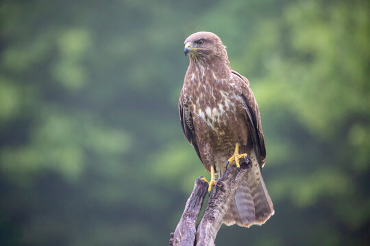 Buse variable
