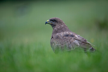 Buse variable
