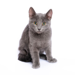 Obraz premium Gray kitten isolated on white background