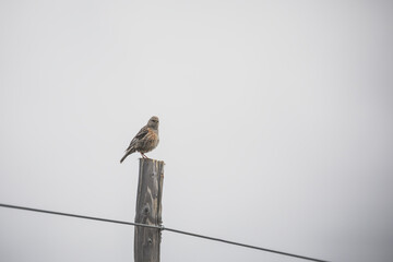 Guardian