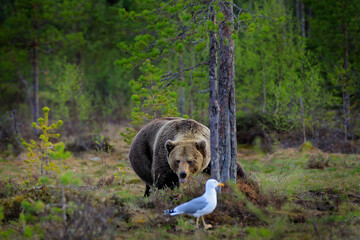 Bear hidden in yellow forest. Autumn trees with bear. Beautiful brown bear walking around lake, fall colours. Big danger animal in habitat. Wildlife scene from nature, Finaland.