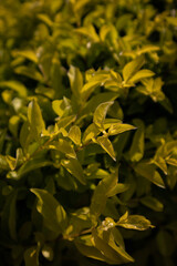 close up of yellow flowers