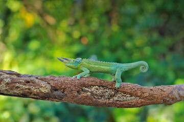 Naklejka na ściany i meble Jackson's Chameleon, Trioceros jacksonii, sitting on the branch in forest habitat. Exotic beautifull endemic green reptile with long tail from Madagascar. Wildlife scene from nature.
