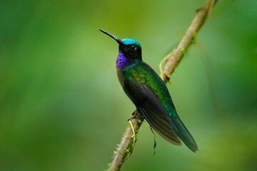 Fototapeta na wymiar Black-throated Brilliant, Heliodoxa schreibersii, detail portrait of hummingbird from Ecuador and Peru. Shiny tinny bird, green and violet plumage. Tropic forest in Sumaco, Ecuador. Wildlife nature.