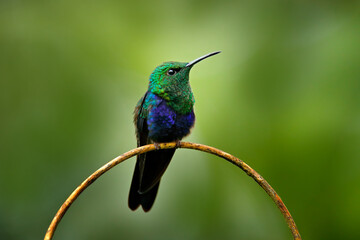 Fork-tailed woodnymph, Thalurania furcata, species of hummingbird in the family Trochilidae. Blue green bird sitting on the branch in the dar tropic forest, Sumaco Napo-Galeras National Park, Ecuador.
