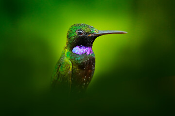 Heliodoxa schreibersii, Black-throated Brilliant, detail portrait of hummingbird from Ecuador and...
