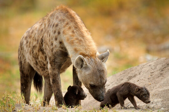 Young hyena pup, evening sunset light. Hyena, detail portrait. Spotted hyena, Crocuta crocuta, angry animal near the water hole, beautiful evening sunset and cub. Animal pup nature, Okavango, Botswana
