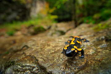 Salamander in the river habitat. Gorgeous Fire Salamander, Salamandra salamandra, spotted amphibian on the grey stone with green moss. Rare animal in the dark forest, wide angle lens, Slovakia, Europe