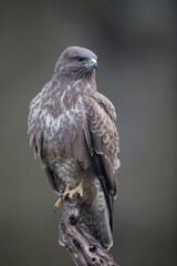 Buse variable