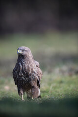 Buse variable