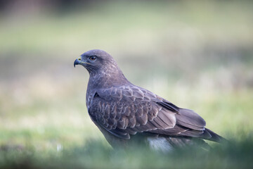 Buse variable