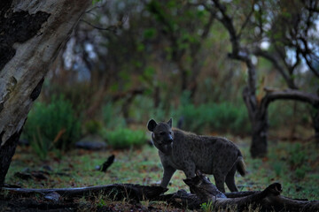 Fototapeta na wymiar Hyena, dark forest. Spotted hyena, Crocuta crocuta, angry animal near the water hole, dark forest with trees. Animal in nature, Okavango, Botswana. Wildlife Africa.