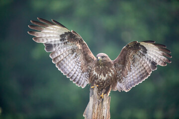Buse variable