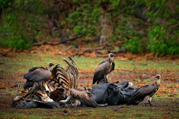 Hippo carcass with vultures.  White-backed vulture, Gyps africanus, in the nature habitat. Bird group with catch. Okavango delta, Botswana in Africa. Dead animal bone with vulture.