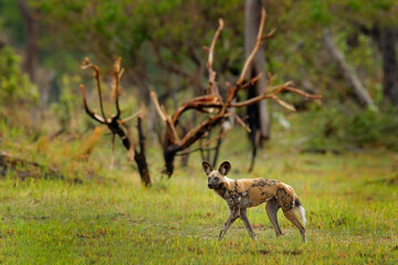 Naklejka na ściany i meble Painted hunting dog on African safari. Wildlife scene from nature. African wild dog, walking in the green grass, Zambia, Africa. Dangerous spotted animal with big ears.
