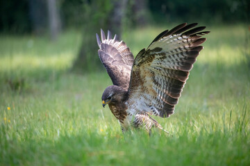 Buse variable