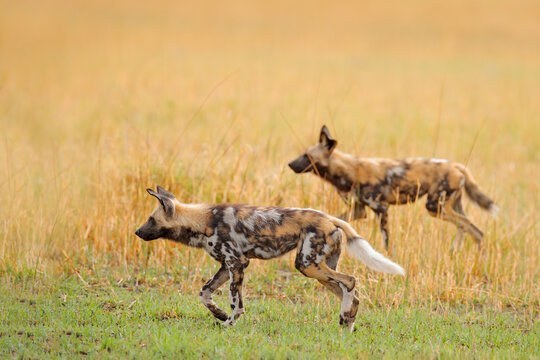 Painted hunting dog on African safari. Wildlife scene from nature. African wild dog, walking in the green grass, Zambia, Africa. Dangerous spotted animal with big ears.