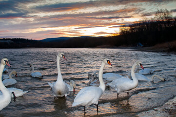 white swans at sunrise under colorful sky