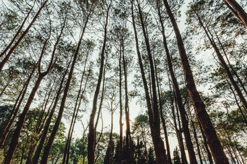 beautiful blue sky high peak mountains mist fog wildlife green forest at Khao Koh, Phu Tub Berk, Phetchabun, Thailand guiding idea long weekend for backpacker camping campfire relaxing hiking