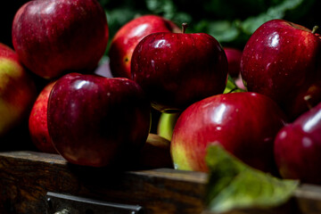 Harvest of red apples. Retro photo. Focus is not on everyone