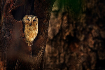Indian scops owl, Otus bakkamoena, rare bird from Asia. Malaysia beautiful owl in the nature forest habitat. Fish owl sitting on tree in the dark green tropical forest.