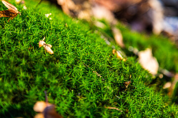 Closup of moss outdoors with leaves lying on top