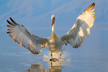 Pelican, Pelecanus crispus, landing in Lake Kerkini, Greece. Pelican with open wings. Wildlife scene from European nature. Bird start in the water. Dalmatian pelican in water.